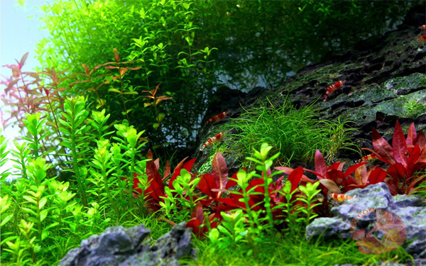 Cây Huyết Tam Lang là dạng cây rất dễ trồng trong hồ thủy sinh. Nó phát triển tốt ở điều kiện ánh sáng cao và hồ dinh dưỡng nhiều. Nếu bổ sung thêm Co2 cây Huyết Tam Lang sẽ cho ra lá đỏ đậm và phát tốc độ rất nhanh. 